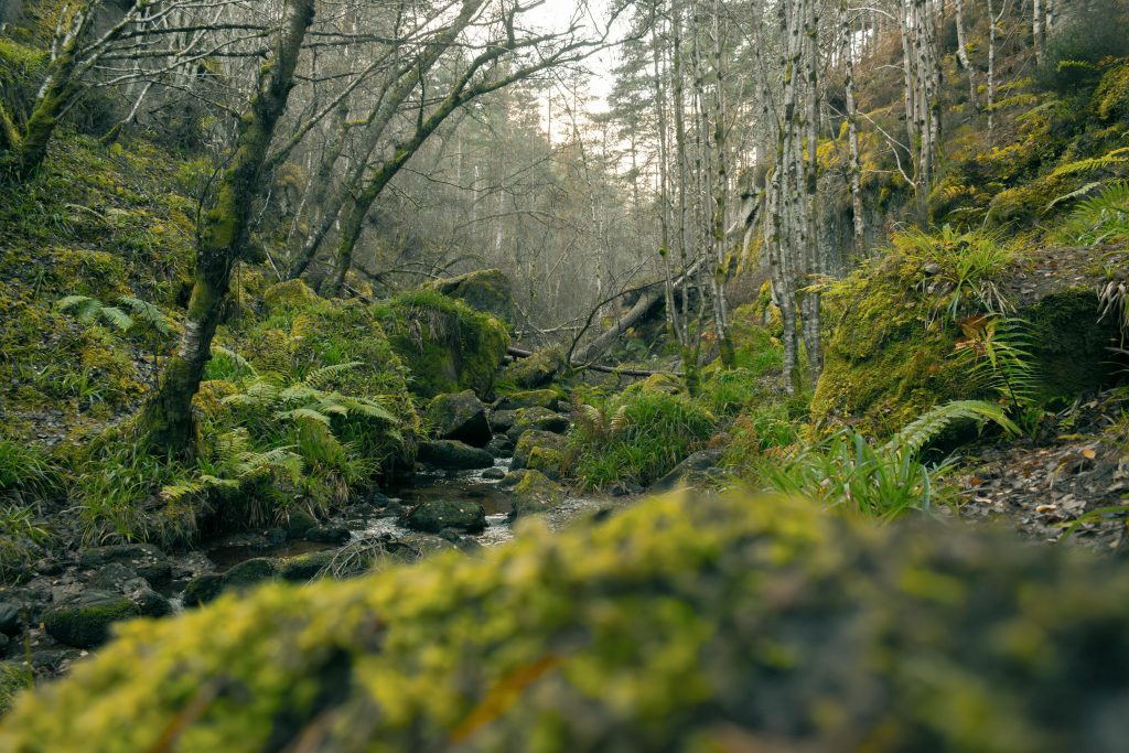 Protecting and restoring rainforests